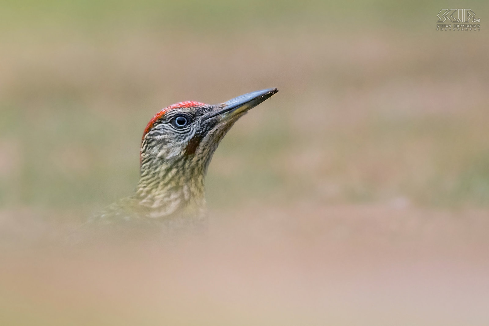 Green woodpeckers Juvenile green woodpecker (Picus viridis) in our garden. Green woodpeckers almost exclusively search for food on the ground and our lawn was the ideal place to find ants. A couple of days I layed down under my camouflagenet to photograph them from a low angle and at close distance.<br />
 Stefan Cruysberghs